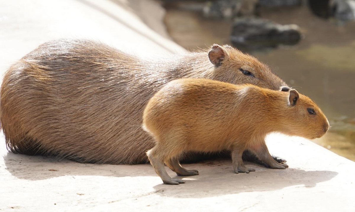 カピバラ様ご確認ページ シナダ まんまるZOO カピバラ（S） : シナダオンラインショップ
