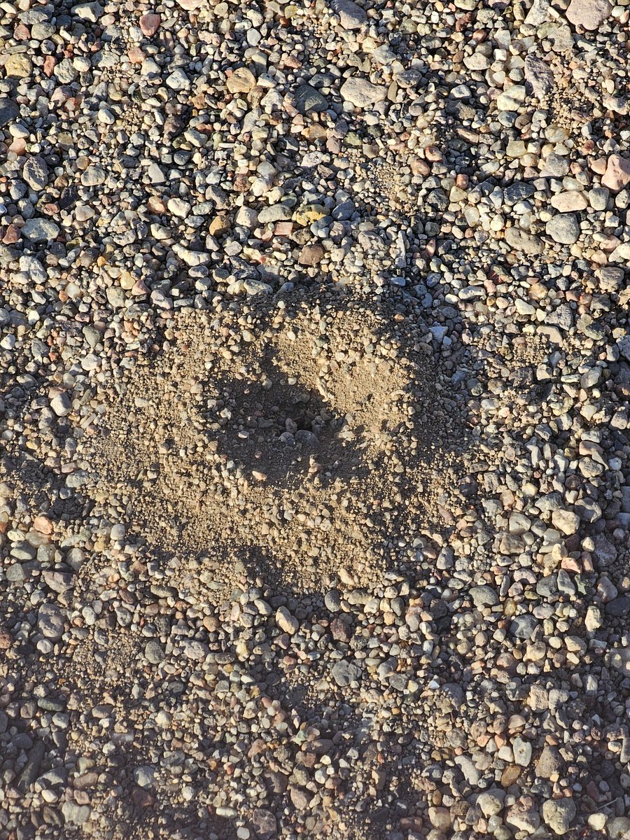 Why do ants build pyramid shaped homes, do you think? Is it symbolic?