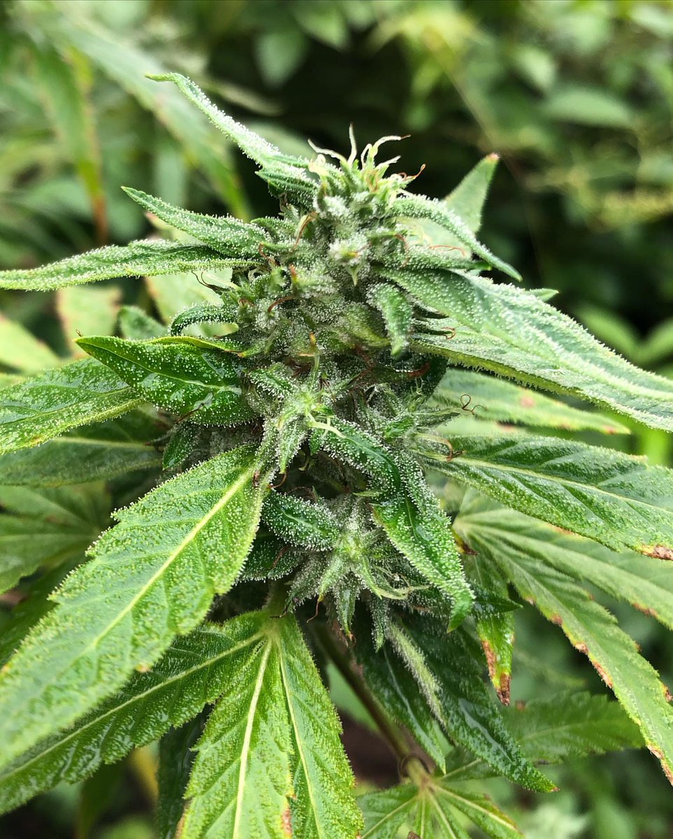 THRAX🍁🔥 (@str8thraxs420) on Twitter photo 