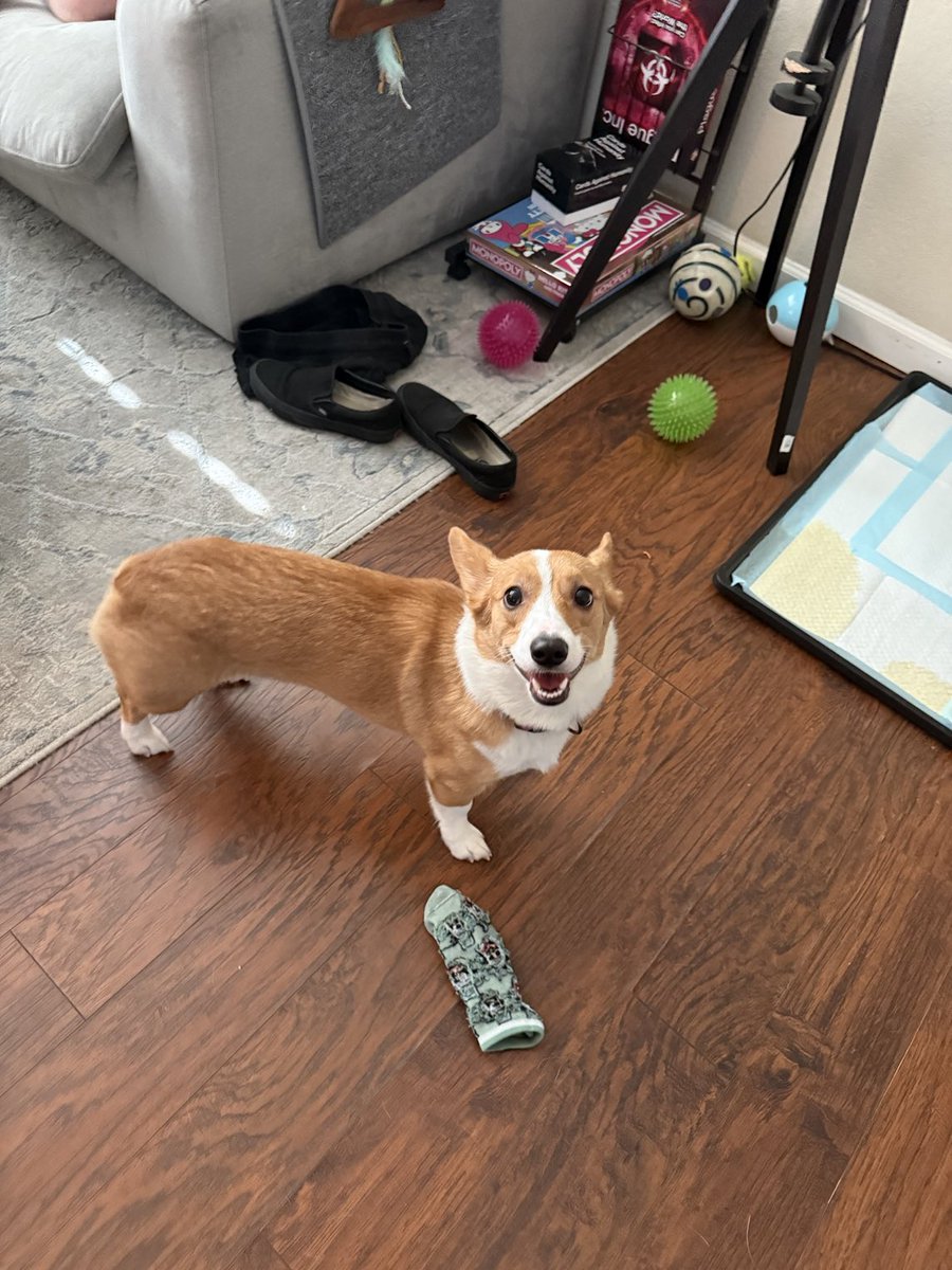 its ponyos first birthday. happy birthday ponyo!