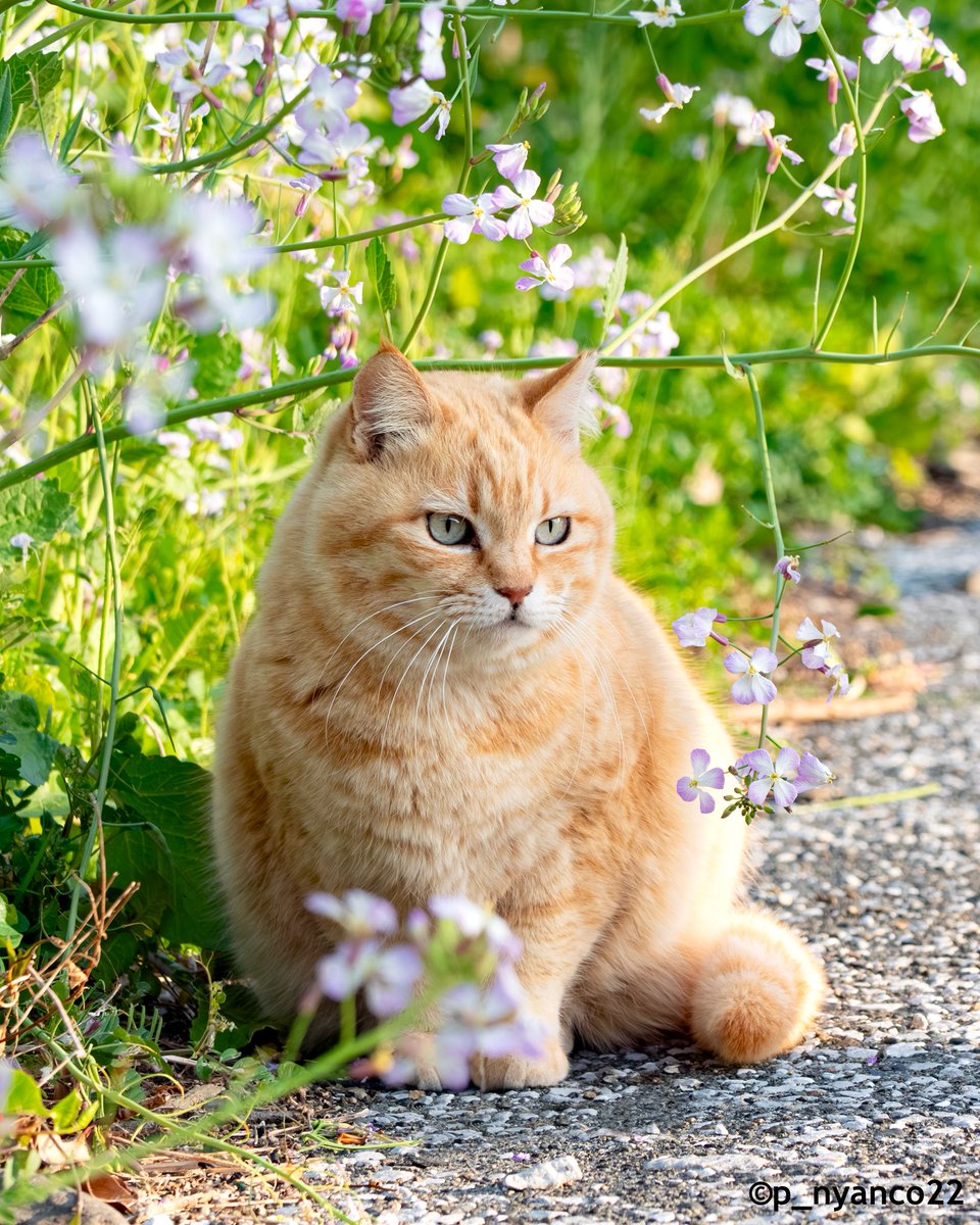 simabossneko's tweet photo. ふわもふさっちゃん✨
Fuffy and lovely💓

写真は週めくり「さちカレンダー2026」より
販売はminne
https://t.co/HPTpSuVULe

メルカリShopsにて
https://t.co/gRxz2EBc0p

#2025年カレンダー #猫 #cat https://t.co/sMjrQ0cue6
