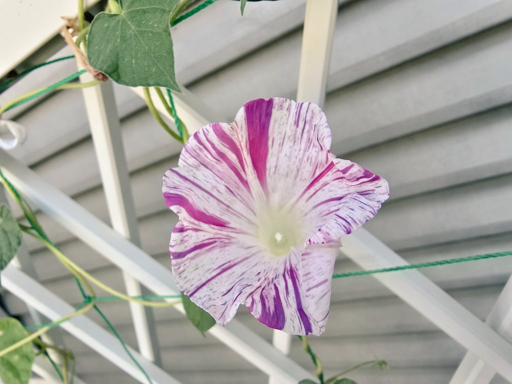 今年も我が家の江戸風情(朝顔)達は毎朝こうして可憐な美しい絞り模様でベランダを彩ってくれてるんだけど、中には色素薄い系の子もいて。
みんな個性豊かで可愛いし夏休み最終日とか言われてるわりに昼間はまだまだ夏真っ盛りみたいな気温で冗談じゃないよ。夏休みやれます！もう一回やれます！！