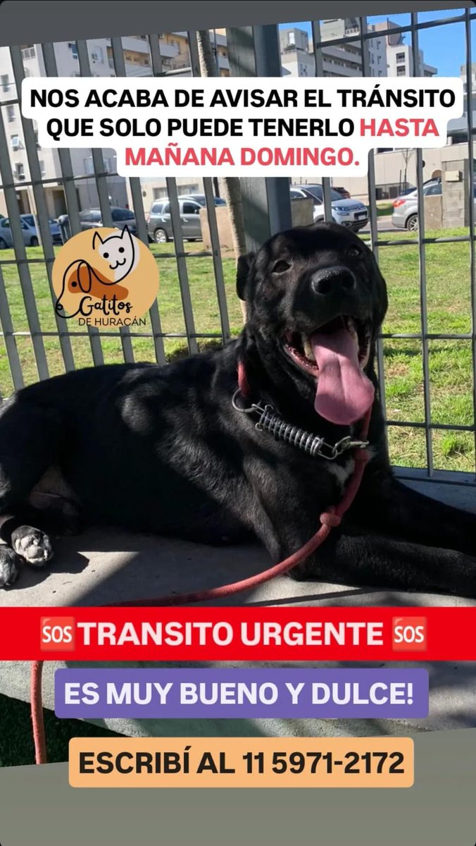 No me sigue casi nadie pero si lo llegan a ver . Lo pueden compartir?  Se lleva y ayuda con alimento