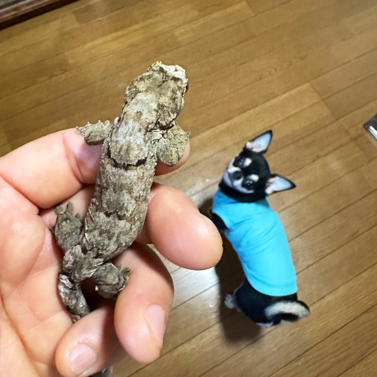 ダイソーコレクションケース(￥500)
なかなかええぞー！
今回は子チャホアに使ったけど
下コーキングして子ガエルに使おーワタクシ