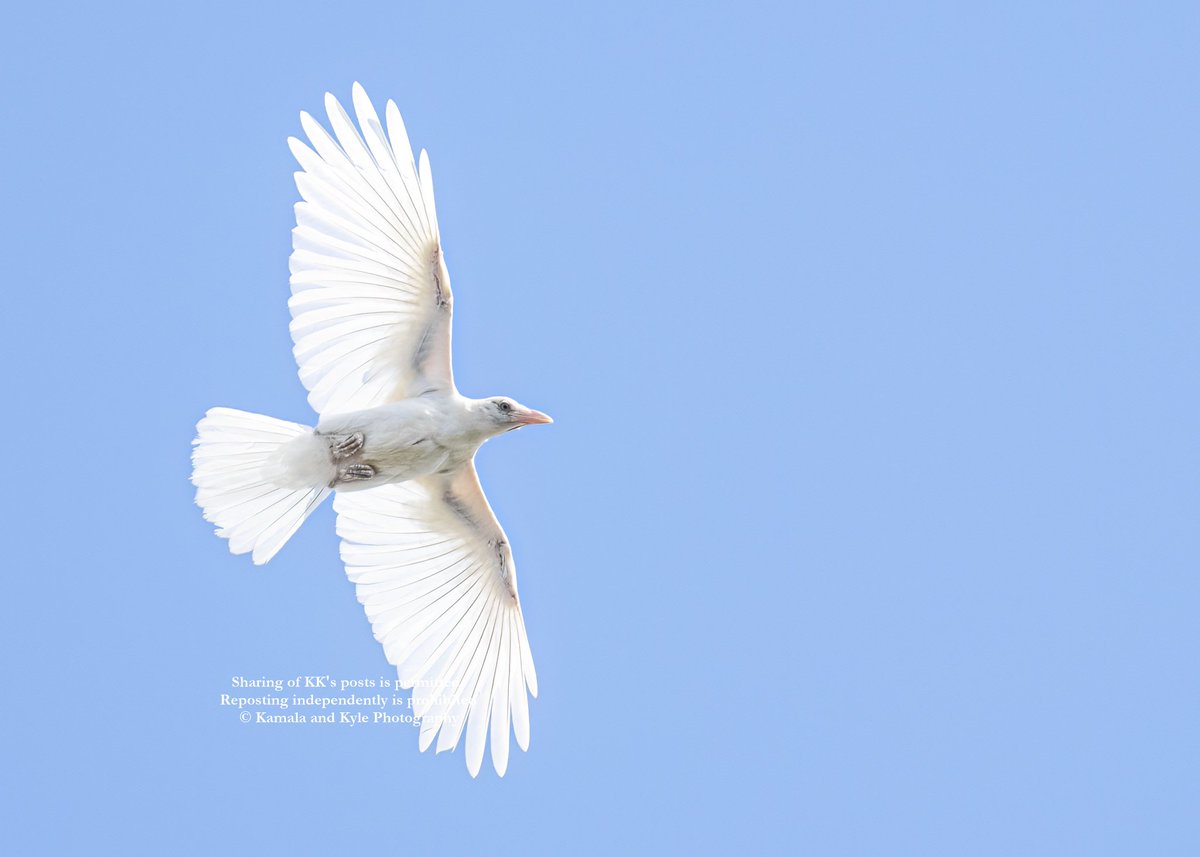 Another Spirit Crow
The first we named CAWcasian Crow, the third we liked Rachel Clayton's idea of Pearl and this we have decided on Angel Wings!

#2026Calendar #AmericanCrow #Crow #Crows #Corvid #Corvids  #CityCrow #CityCrows #CrowWatch #CrowsAndRavens #RavensAndCrows #CawCaw