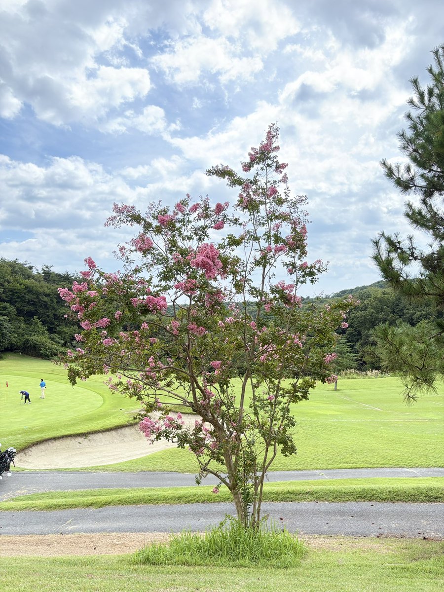 darkey0625's tweet photo. 39-44の83⛳️
松島国際カントリー

泣いた笑 https://t.co/WZIf8D5YQ5