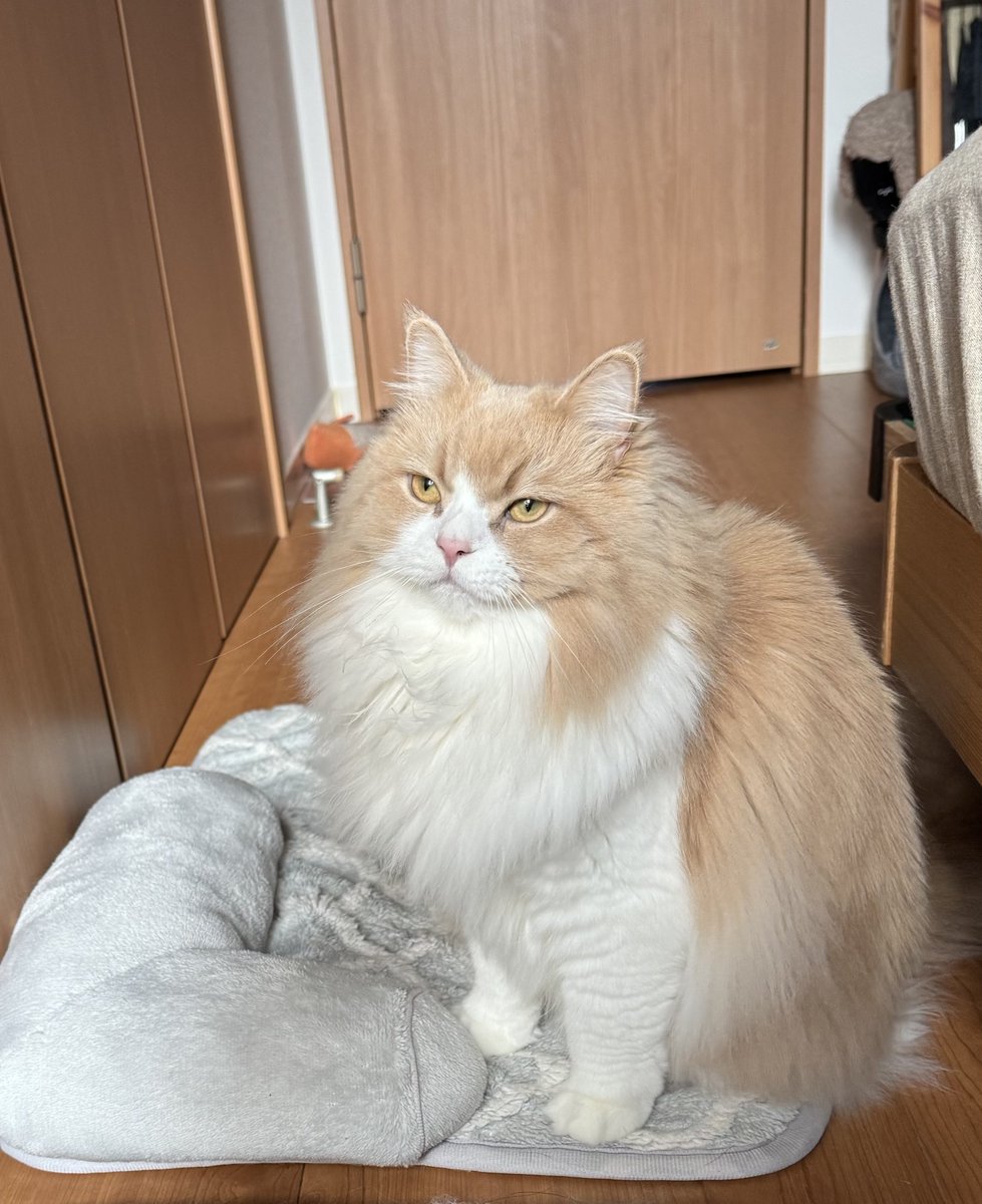 ロカくん、おはよー！
同居生活547日。

朝からやる気に満ち溢れ、寝ている飼い主の脚を噛んだロカくん。

なんか企んでる顔してる笑

#サイベリアン
#猫のいる暮らし
#ねこ好きさんと繋がりたい