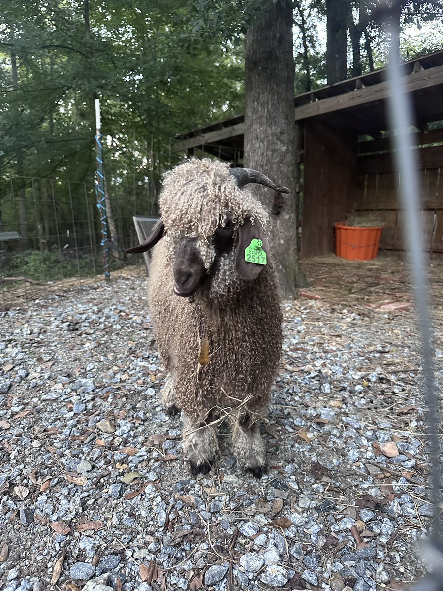 della🫧 tweet media