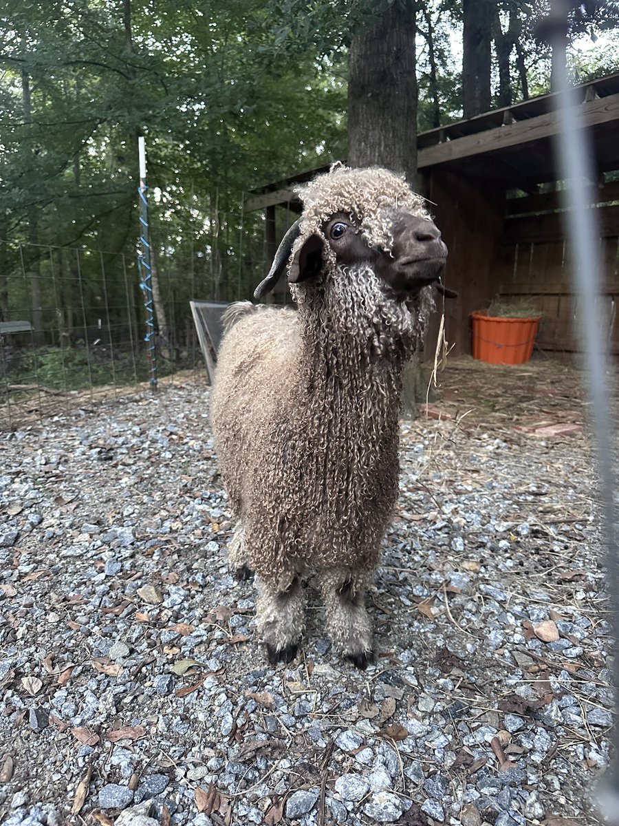 della🫧 tweet media