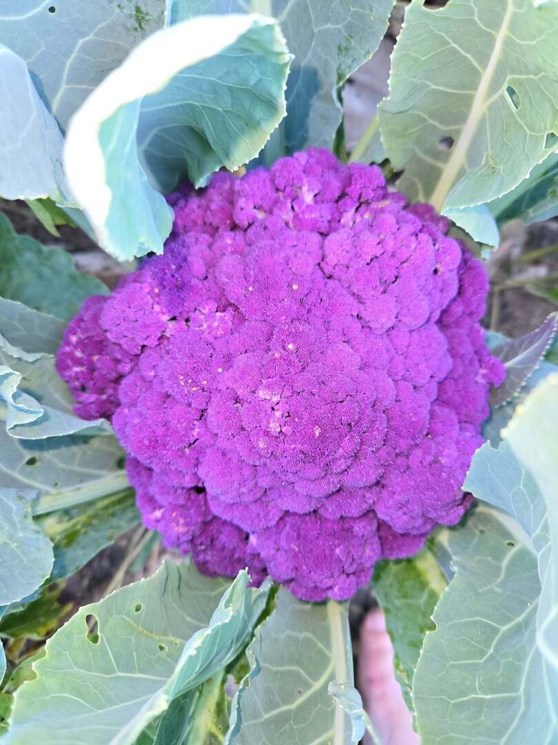 k8thnote's tweet image. My garden has blessed me again!!!! instagr.am/p/DN_7JQKk9hj/