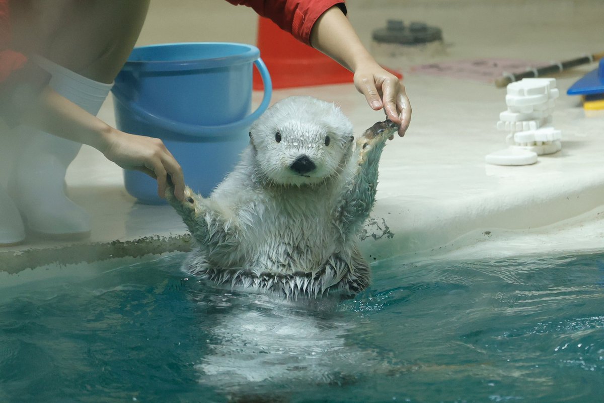 昨日のメイちゃん