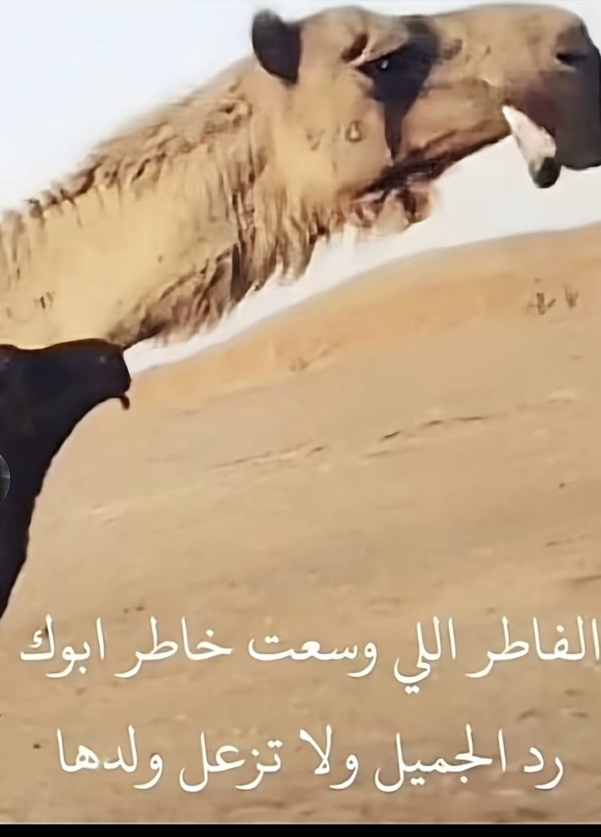 #سهيل
#مزاين_الأبل🐪
#المحميات
#الأمطار_الغزيرة