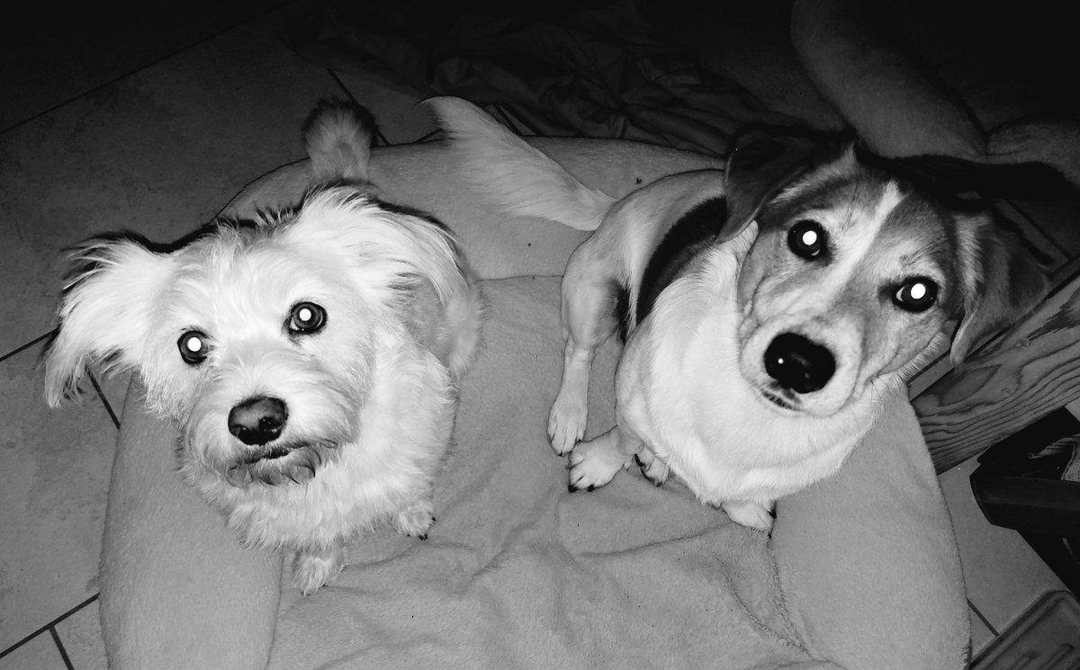 Wir stellen uns leise zum #EhrenspalierfuerBubu und wünschen ihm einen leichten Weg über den 🌈 🙏🏻 🖤!