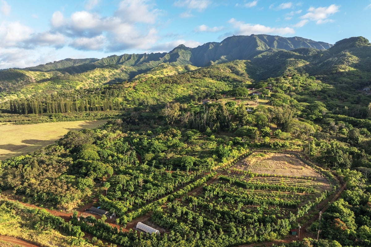 OwnDesignBuild's tweet image. Hawaiʻi’s cacao farms could make the islands the “Napa Valley of chocolate,” blending premium flavor with local terroir. Can craft chocolate fuel a new ag economy here? 🍫🌱 zurl.co/VURnd
 via Hawai‘i Business #SustainableDesign #Hawaii