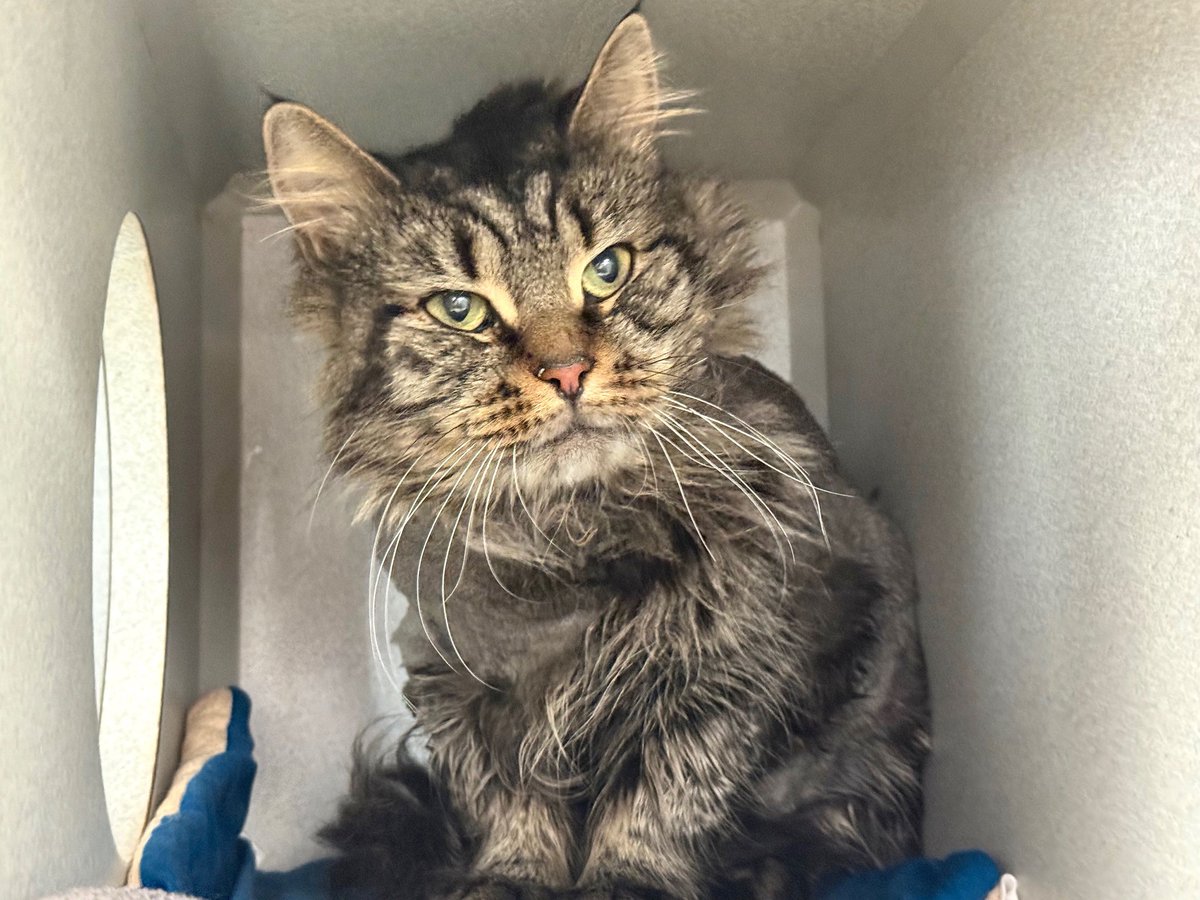 NYC's DEATH ROW CATS tweet media