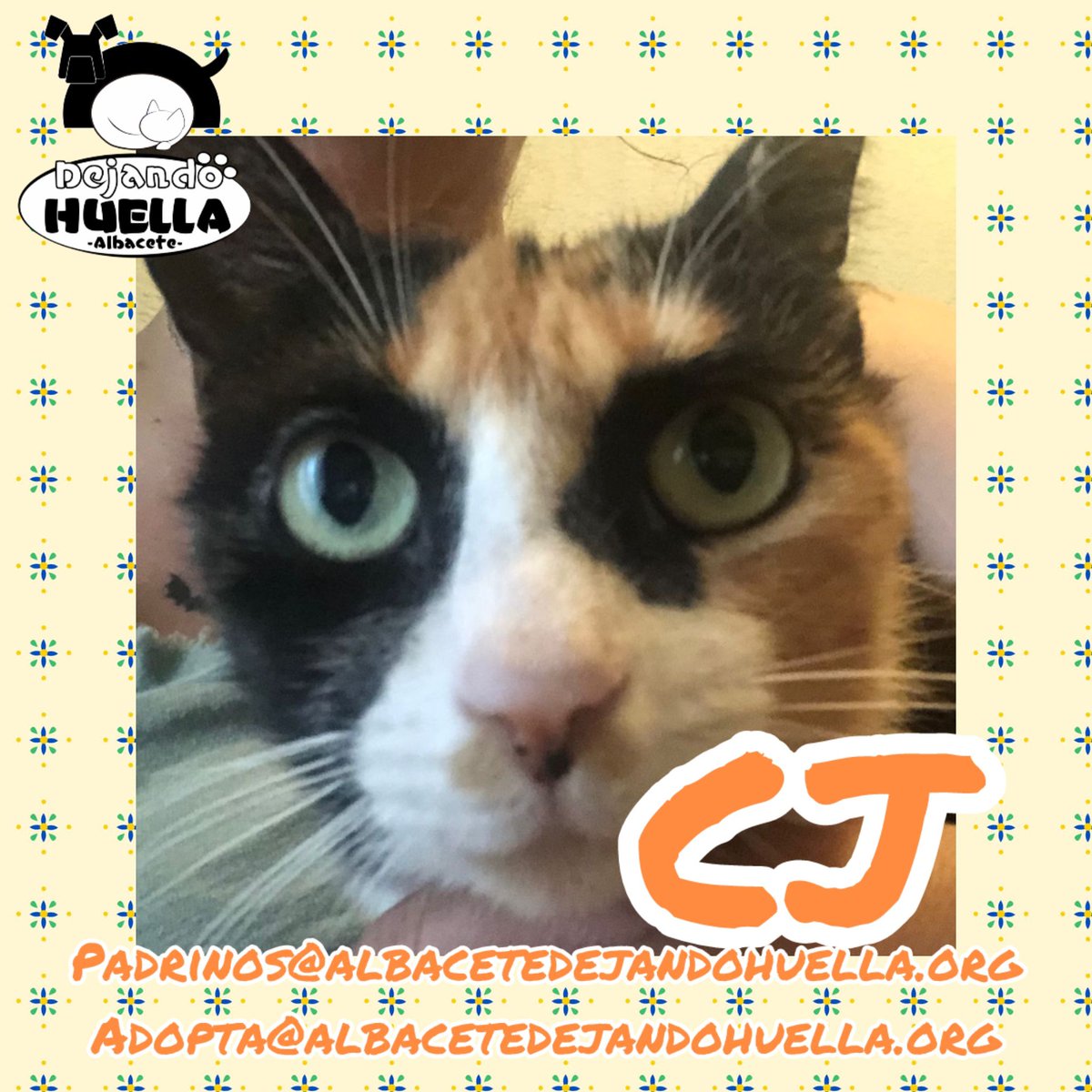 ¿Ha preguntado alguien por mi? CJ se pregunta eso a diario. Está aún en busca de su hogar definitivo donde compartir muchos momentos.
Padrinos@albacetedejandohuella.org
Adopta@albacetedejandohuella.org