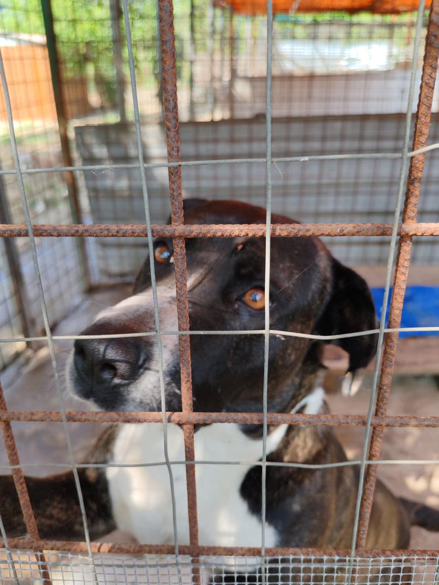 Ricevo,Olaf viveva in casa e poi l’hanno sbattuto in canile.
Ad oggi mai mai una richiesta per lui 😞
Olaf, 5 anni, taglia media
Un cagnolone buonissimo 
Provincia di Salerno 
Per adozione scrivetemi solo su whatsapp 3402608920