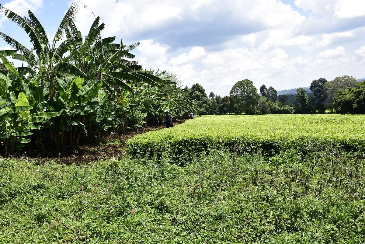 ElizabethWachir's tweet photo. Stunningly beautiful tea farm amongst the Nandi Hills for sale. 12 acres @Kshs 4.5m an acre. Going as one lot. Near the upcoming Koitalel University. For more please text/WhatsApp Liz on +254745476797 or email info@propertyzoneeastafrica.com.  #Nandi #nandihills #realestate https://t.co/lvWe72kFlJ
