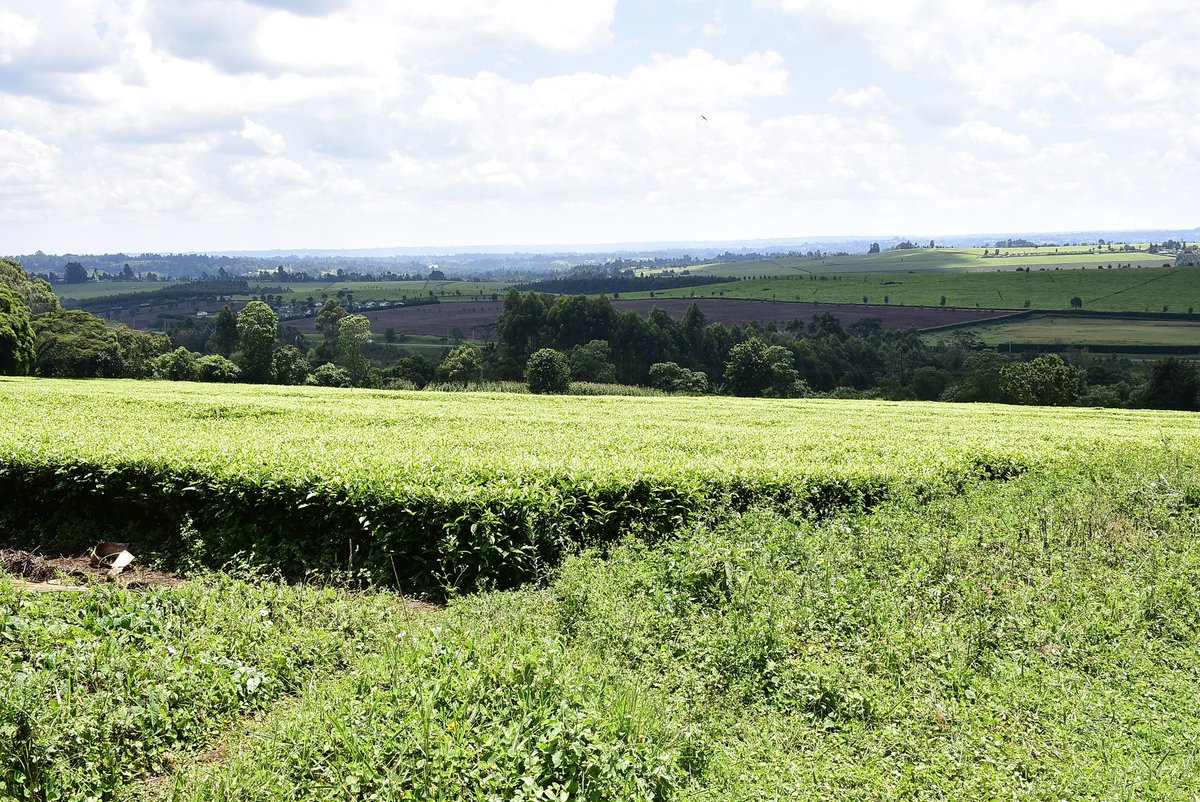 ElizabethWachir's tweet photo. Stunningly beautiful tea farm amongst the Nandi Hills for sale. 12 acres @Kshs 4.5m an acre. Going as one lot. Near the upcoming Koitalel University. For more please text/WhatsApp Liz on +254745476797 or email info@propertyzoneeastafrica.com.  #Nandi #nandihills #realestate https://t.co/lvWe72kFlJ