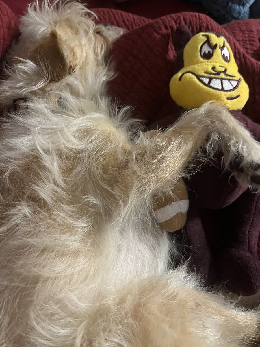 sundevilemily's tweet image. Clemson snuggled in with Lil Sparky the night before the first game #forksup #phxkrugerdogs #chipoo @DogsPhx16964 #sparkythesundevil @ASUFootball @TheSunDevils