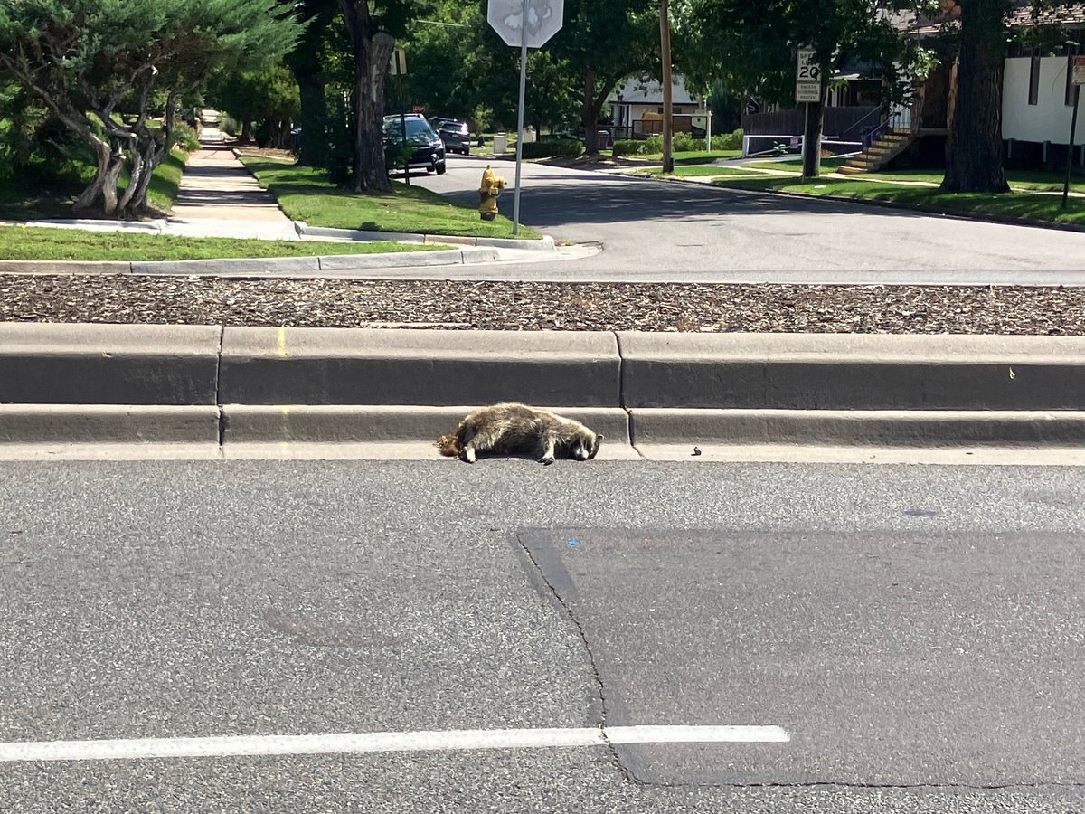 Unfortunate raccoon 34 @ Federal. <a href="/CityofDenver/">City and County of Denver</a> spends millions on BS climate change "awareness" while dead animals rot for days on our public streets <a href="/dobetterdnvr/">Do Better Denver</a>
