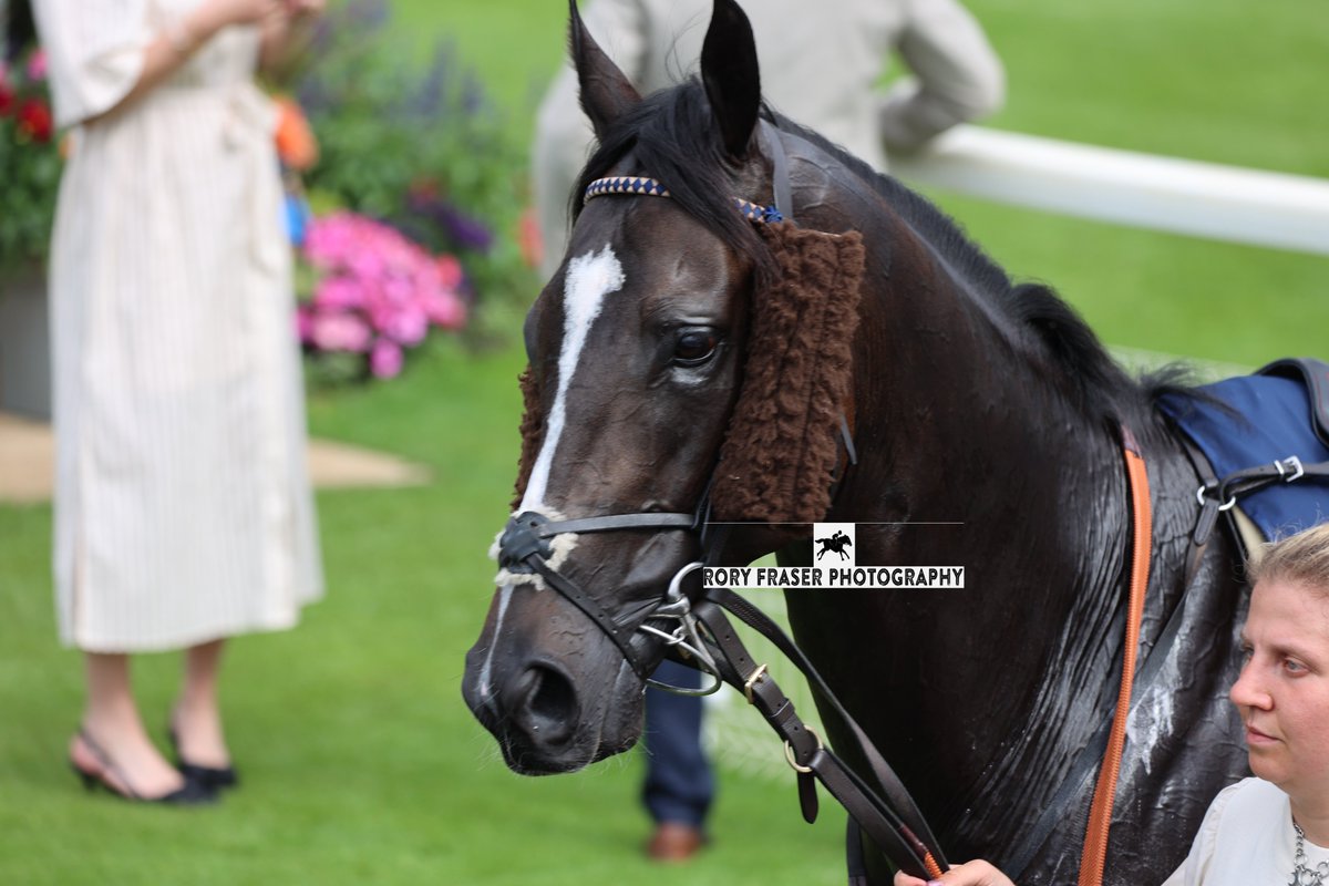 Rory Fraser Photography🤘 (@92roryf) on Twitter photo SPARTAN ARROW (Sioux Nation x Thames Pageant) at York recently for the Group One Nunthorpe Stakes (5f)
Trained by <a href="/Archie_Watson/">Archie Watson Racing</a> and owned by <a href="/HambletonRacing/">Hambleton Racing</a>.
A four time winner and smart handicapper. Winner of the Prix Hampton at Chantilly in June this year. SPARTAN ARROW (Sioux Nation x Thames Pageant) at York recently for the Group One Nunthorpe Stakes (5f)
Trained by <a href="/Archie_Watson/">Archie Watson Racing</a> and owned by <a href="/HambletonRacing/">Hambleton Racing</a>.
A four time winner and smart handicapper. Winner of the Prix Hampton at Chantilly in June this year.