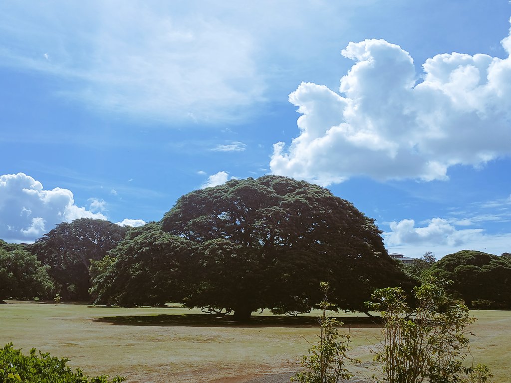terakadokaori's tweet image. こ～の木～
なんの木
気になる木～～🌳

#hawaii
#aloha 
#Monkeypod