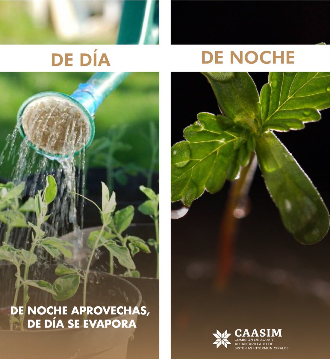 CAASIM's tweet photo. ¡Juntas y juntos cuidemos el agua! 💧🌱

Regar tus plantas de noche contribuye a una mejor filtración en la tierra, ya que durante el día, la luz del sol provoca evaporación y tu riego no será efectivo. https://t.co/fZWihibf9i