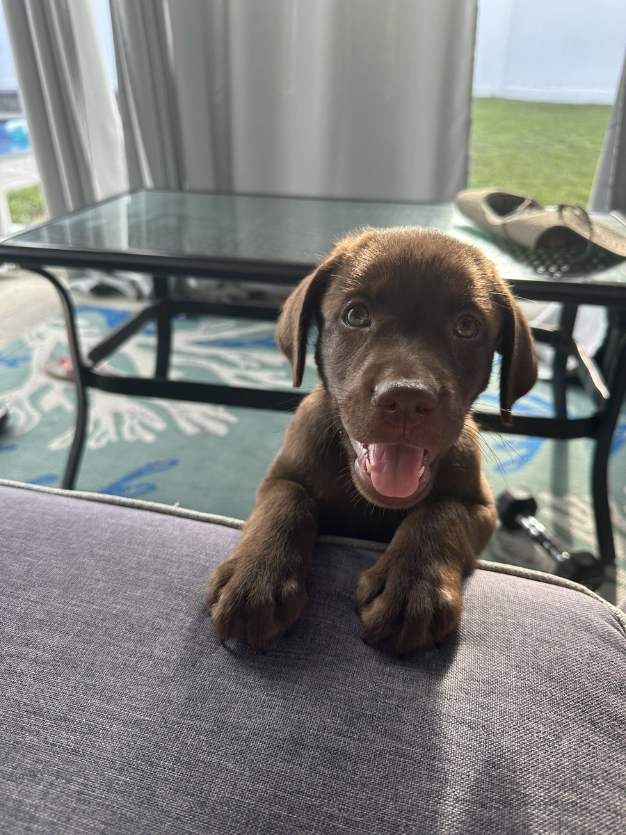 ResilientRac's tweet photo. Oh also I’m going to start doing daily #puppy pictures of my adorable dog koko even though she bites me constantly and barks at me which is rude but I still love her to bits https://t.co/5hbz8LbM2N