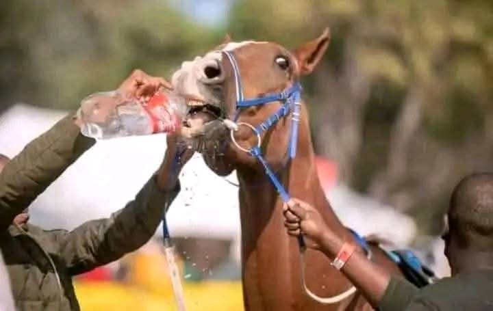 "you can't Force a horse to drink water" 
me: