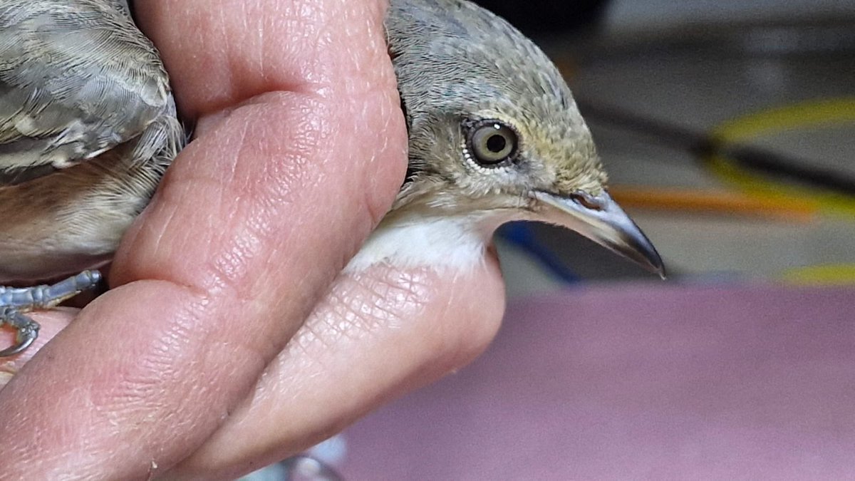 alpine_swift_'s tweet image. I didn’t think today could get any better!

Red-backed Shrike and Barred Warbler ringed on North Ronaldsay.
