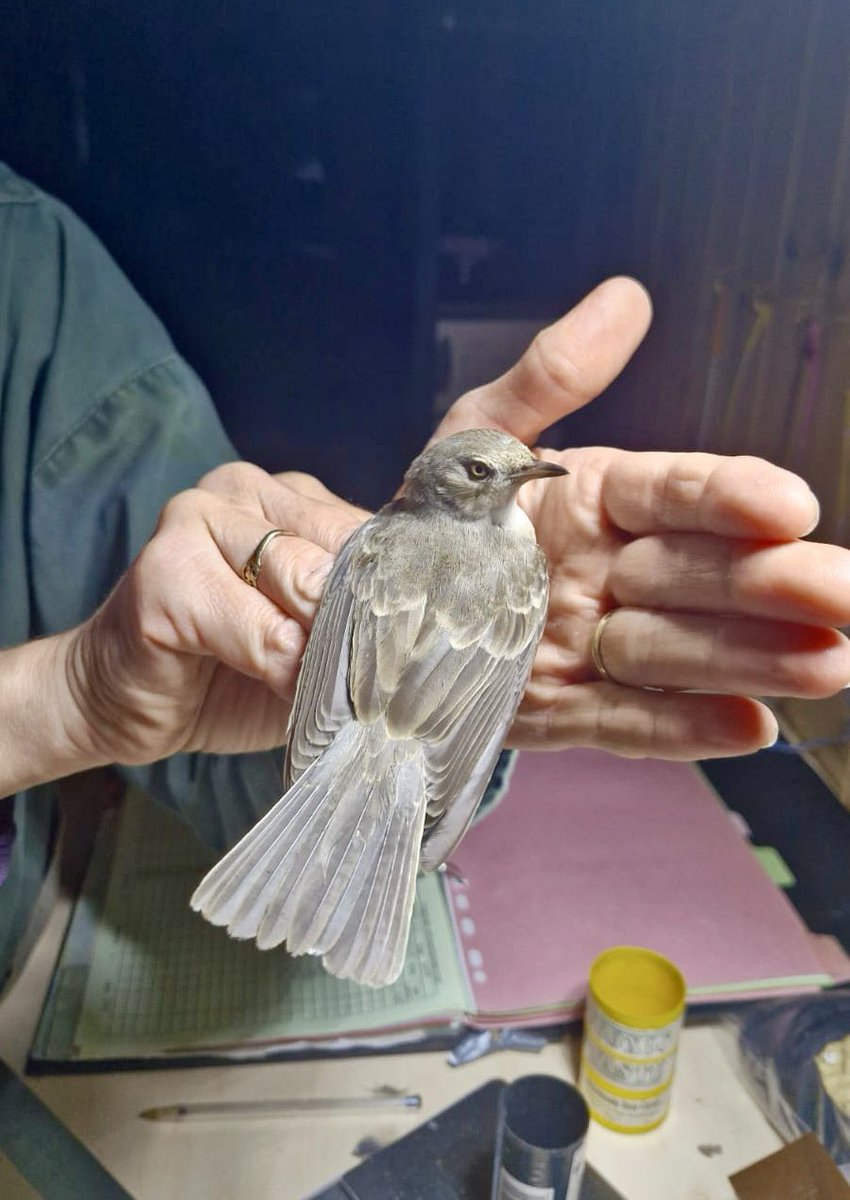 alpine_swift_'s tweet image. I didn’t think today could get any better!

Red-backed Shrike and Barred Warbler ringed on North Ronaldsay.