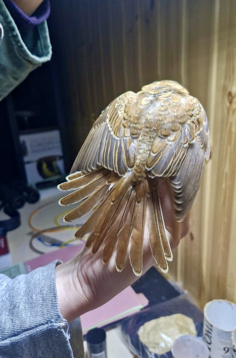 alpine_swift_'s tweet image. I didn’t think today could get any better!

Red-backed Shrike and Barred Warbler ringed on North Ronaldsay.