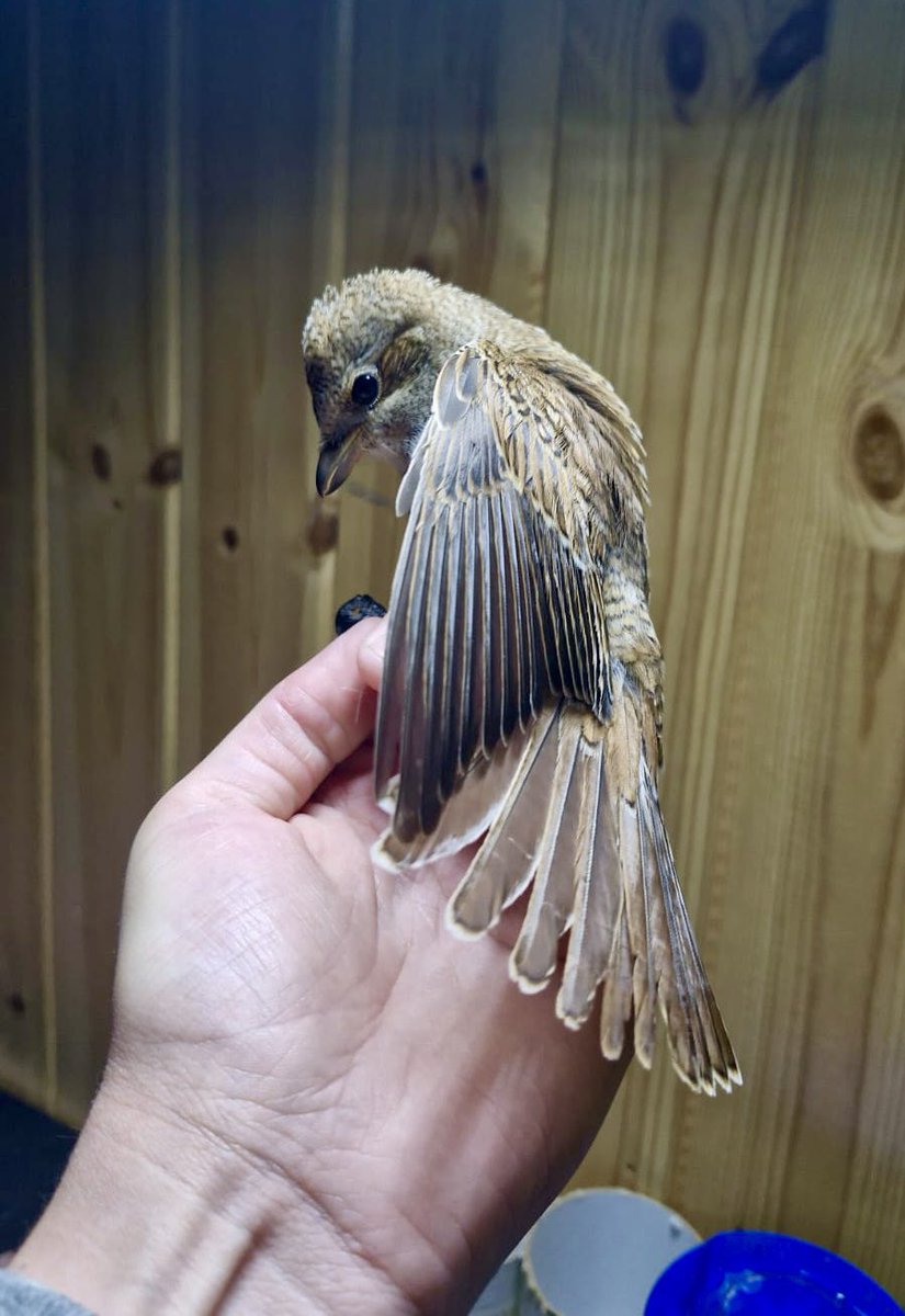 alpine_swift_'s tweet image. I didn’t think today could get any better!

Red-backed Shrike and Barred Warbler ringed on North Ronaldsay.