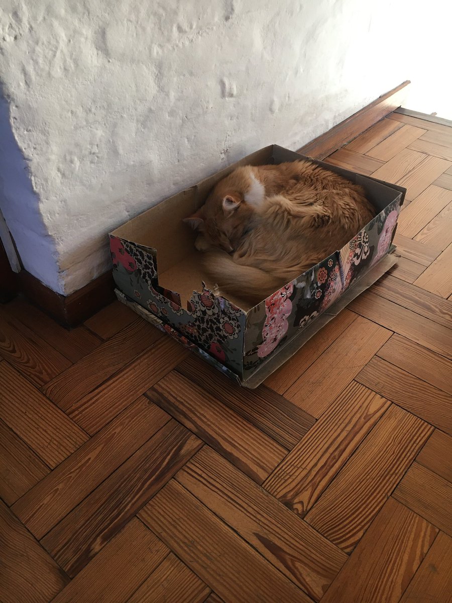 paciniml's tweet photo. @SoyVete La cama que le compré; la que le gusta. https://t.co/Ltxqo1W811