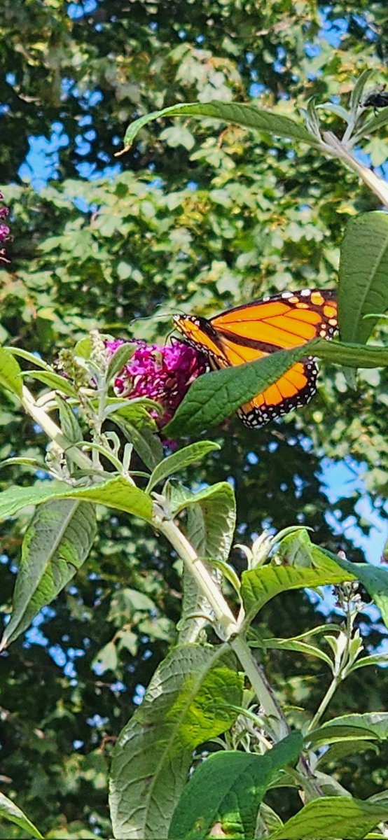 ChaplinsMagic's tweet image. The lovely show-off known as the monarch butterfly 🦋