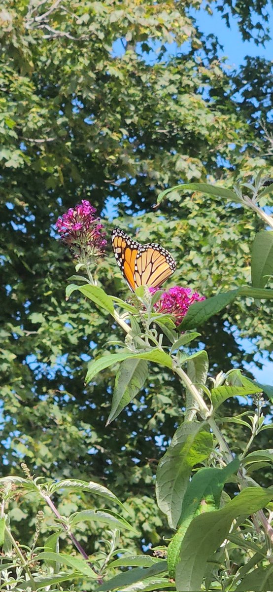 ChaplinsMagic's tweet image. The lovely show-off known as the monarch butterfly 🦋
