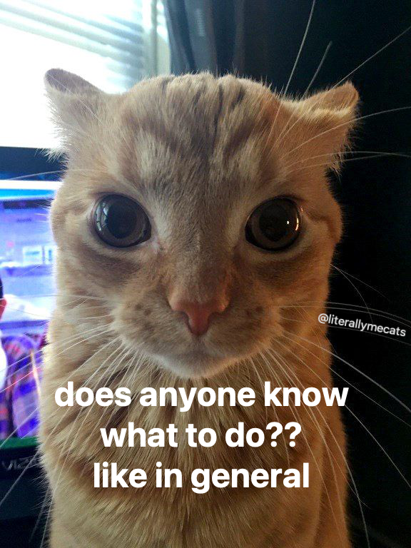 LiterallyMeCats (@literallymecats) on Twitter photo 