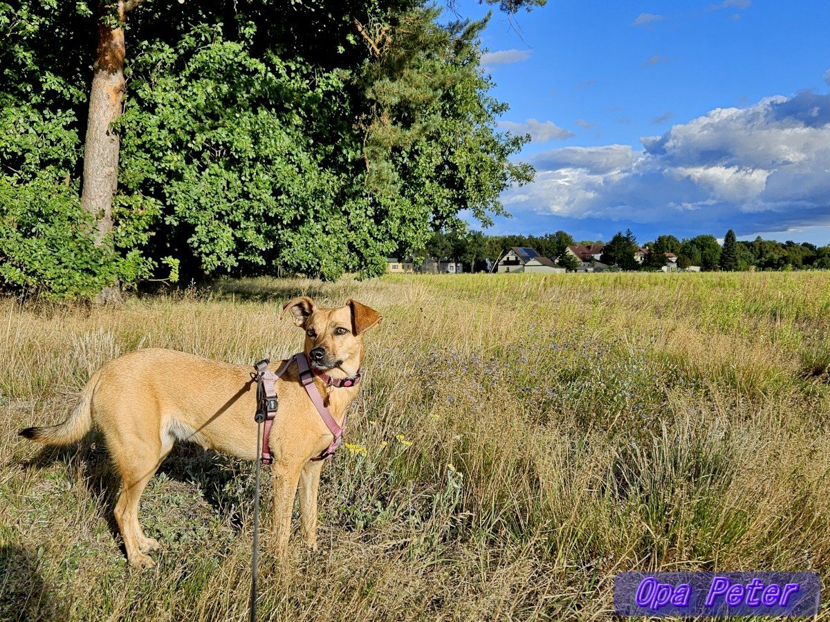 Guten Morgen allerseits!
Habt einen schönen Sonntag! ☀️🍀💖

➡️Merz schwurbelt unentwegt über anstehende "schmerzhafte Entscheidungen", also sch – Merz – hafte … Der Schmerz scheint zunächst nur uns zugedacht.

Auf geht's, Früh-Runde mit🐕‍🦺Aimy.
#Briesen(Mark) #Oderland
