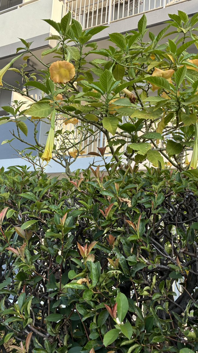 &lt;#50 朝散歩と胡桃、花&gt;

昨日も朝散歩
河川敷と住宅街を
歩いた🚶

「緑蔭の
ひろがる端の
青胡桃」

沢木欣一さんの一句

青胡桃は夏の季語です。

右の花は、よく見かけますが、
キダチチョウセンアサガオです。

花言葉　魔法　誘惑

#朝散歩 #俳句 ＃haiku #夏花
#青胡桃 ＃夏体験