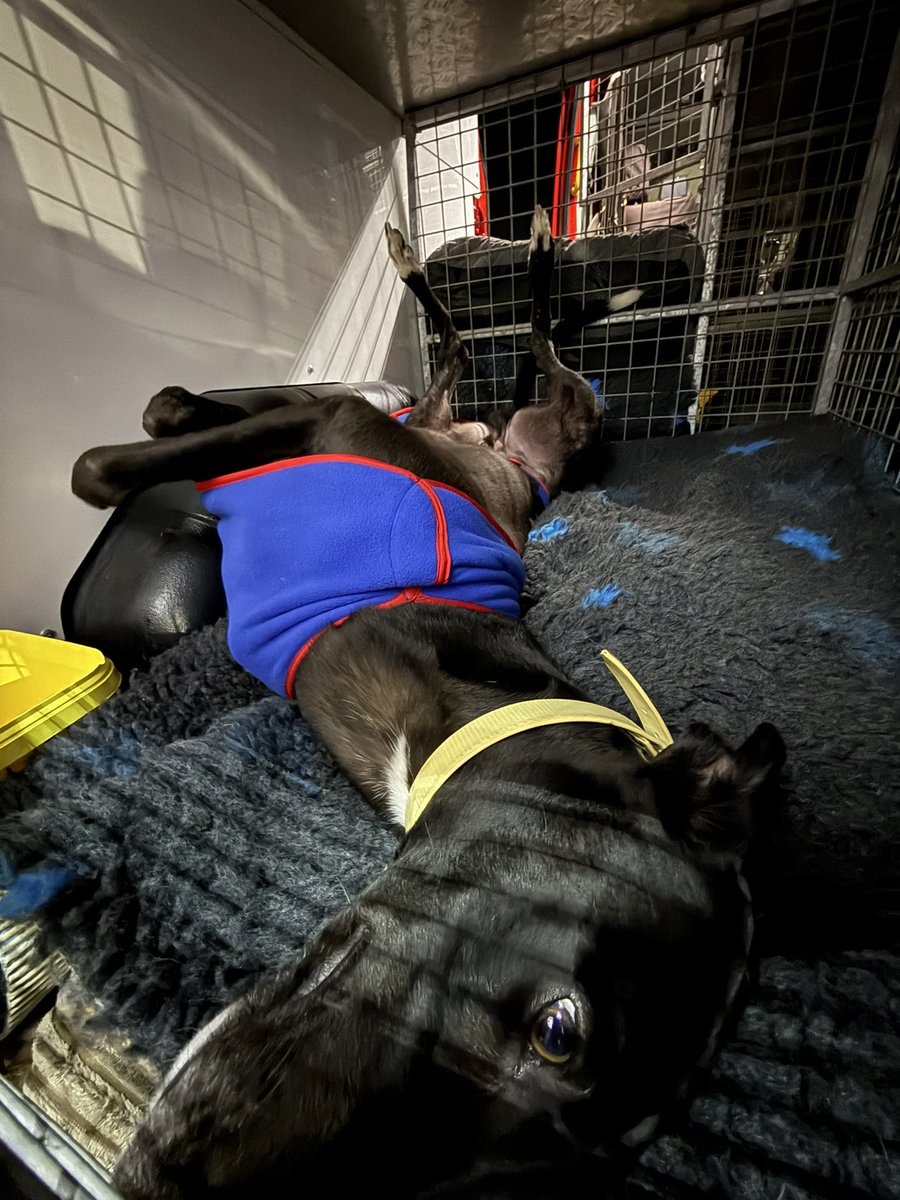 𝐑𝐢𝐯𝐞𝐫𝐬𝐢𝐝𝐞 𝐊𝐞𝐧𝐧𝐞𝐥𝐬 (@riversidekenne) on Twitter photo Mars (Bombay Pat) hasn’t even left <a href="/shelbournepark/">Shelbourne Park Greyhound Stadium</a> yet and he already has his feet up after his 29.17 victory this evening! 🤣 Mars (Bombay Pat) hasn’t even left <a href="/shelbournepark/">Shelbourne Park Greyhound Stadium</a> yet and he already has his feet up after his 29.17 victory this evening! 🤣
