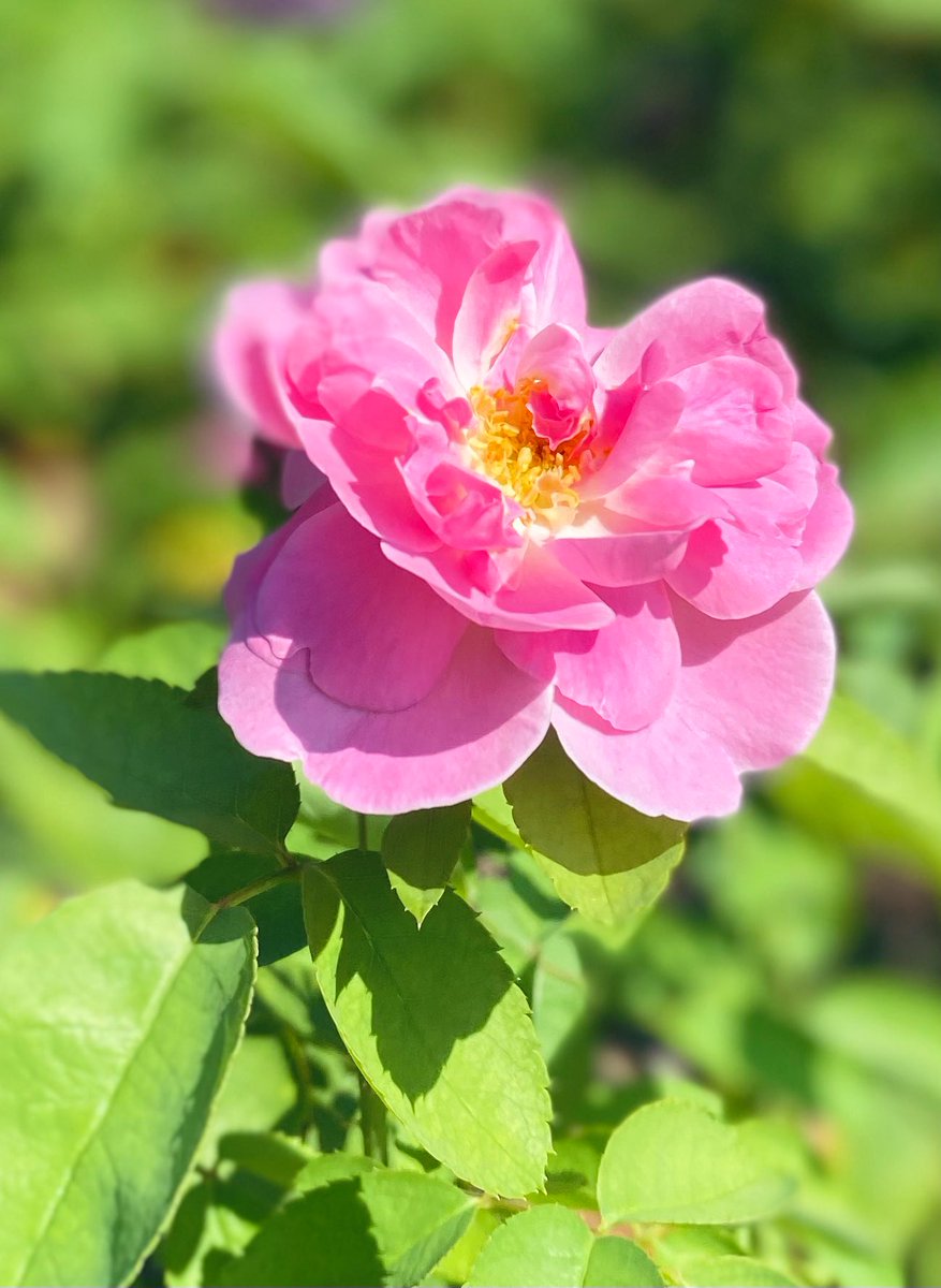 おはようございます🌤️

今日もいい一日になりますように✨

＃薔薇
＃メアリーローズ
＃TLを花でいっぱいにしよう
