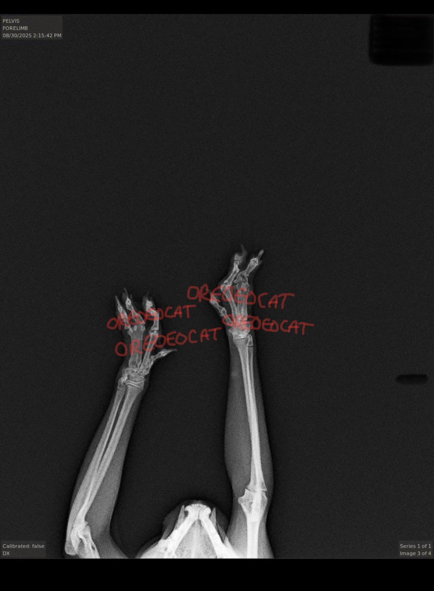 The long-awaited Monkey X-rays! I’ve watermarked them for now because images of her deformities might be used in a future scientific publication. You should still be able to see what’s going on, though! She’s truly a remarkable creature.