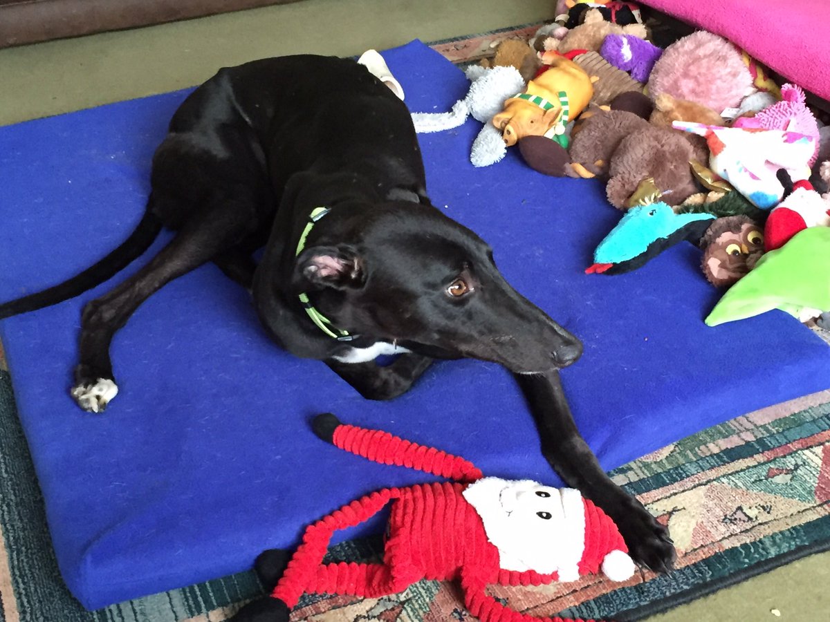 Happy heavenly gotcha Lennie Loon, you weren’t with us long but we loved you so very much 💔❤️💔🌈🐾🐾