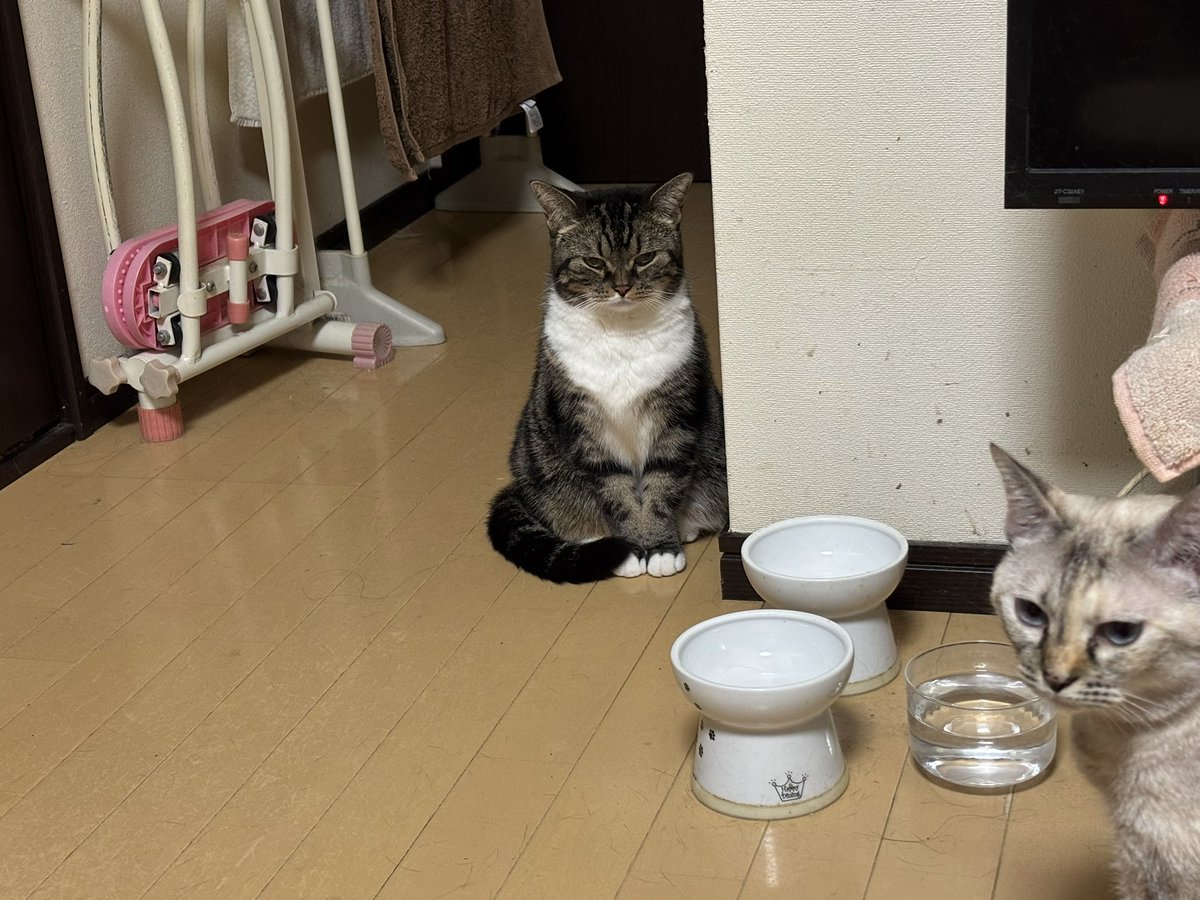 きなこ「お母ちゃんッ、お母ちゃんッ、まる姉が怒っとるってぇ」