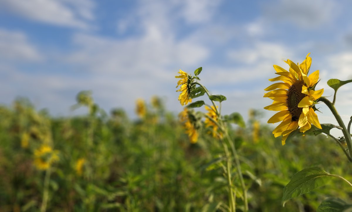 20km circular hike in Province Groningen: Stedum-Westeremden-Loppersum-Garrelsweer-Ten Post-Hemert-Stedum (4)