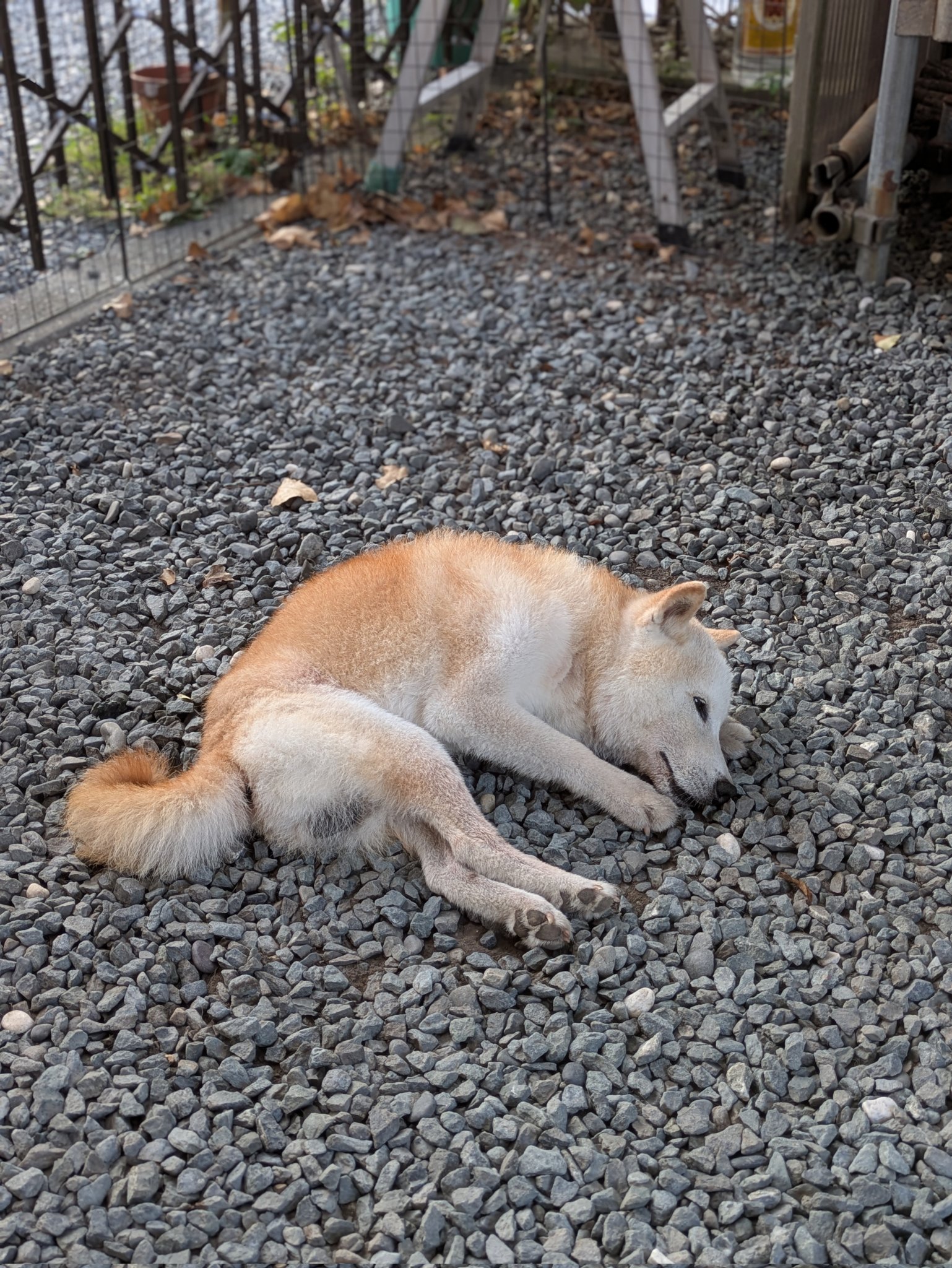 CHIEN様♡ありがとうございます♡ ⌇ @sherry.0521 と @ote.cafe さんに行った日♡♡ わんこカヌレ