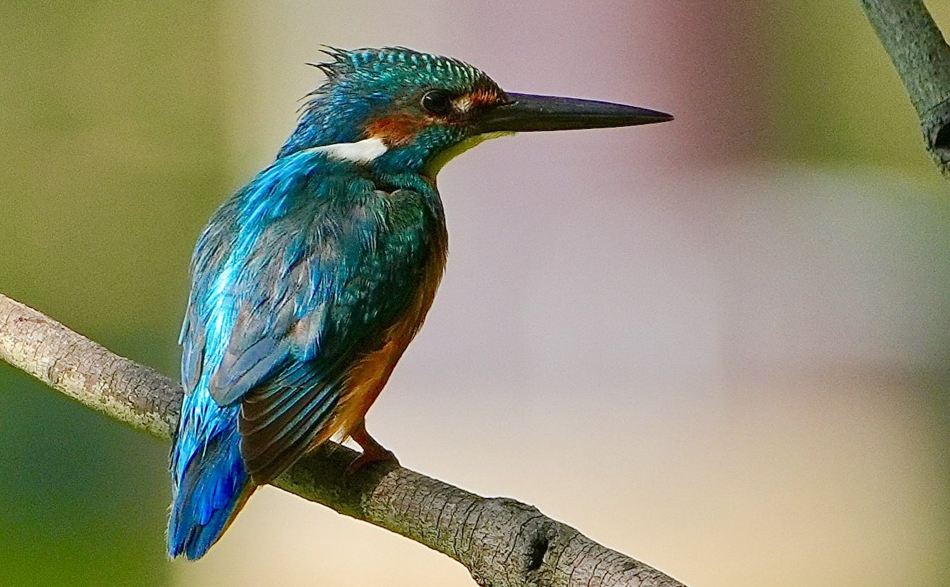 君鳥 コスタリカのキヌバネドリ・キリハシ | IN NATURA