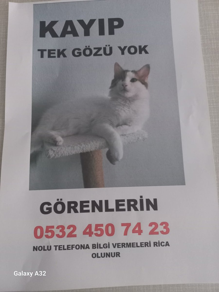 #bursa #Cumhuriyetmahallesinde kaybolmustur adı BERGEN  görenlerin lütfen  aşagıda yazılı telefonu aramalarını rica ediyorum garaj yada otoparklara da saklanmış olabilir 😭
#bursa #kayıpkedi #bursakayıpkedi #SokakHayvanlarıSahipsizDeğil #kedi #Acil