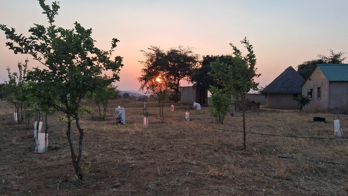 ChitsigaFarm's tweet photo. Our citrus orchard is establishing well. We set it up in 2021 and over the years have worked hard to keep it alive. This space on our plot is going to be amazing soon. https://t.co/LqvwVCEK6c